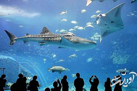 ماهی های متنوع در آکواریوم لاست چمبرز عکس های آکواریوم لاست چمبرز, هتل آتلانتیس, تاریخچه آکواریوم لاست چمبرز